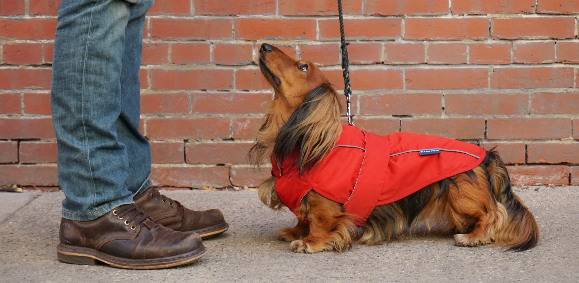 Dachshund standing outside in front of brick wall and wearing a bright red waterproof dog raincoat while looking up lovingly at dog dad
