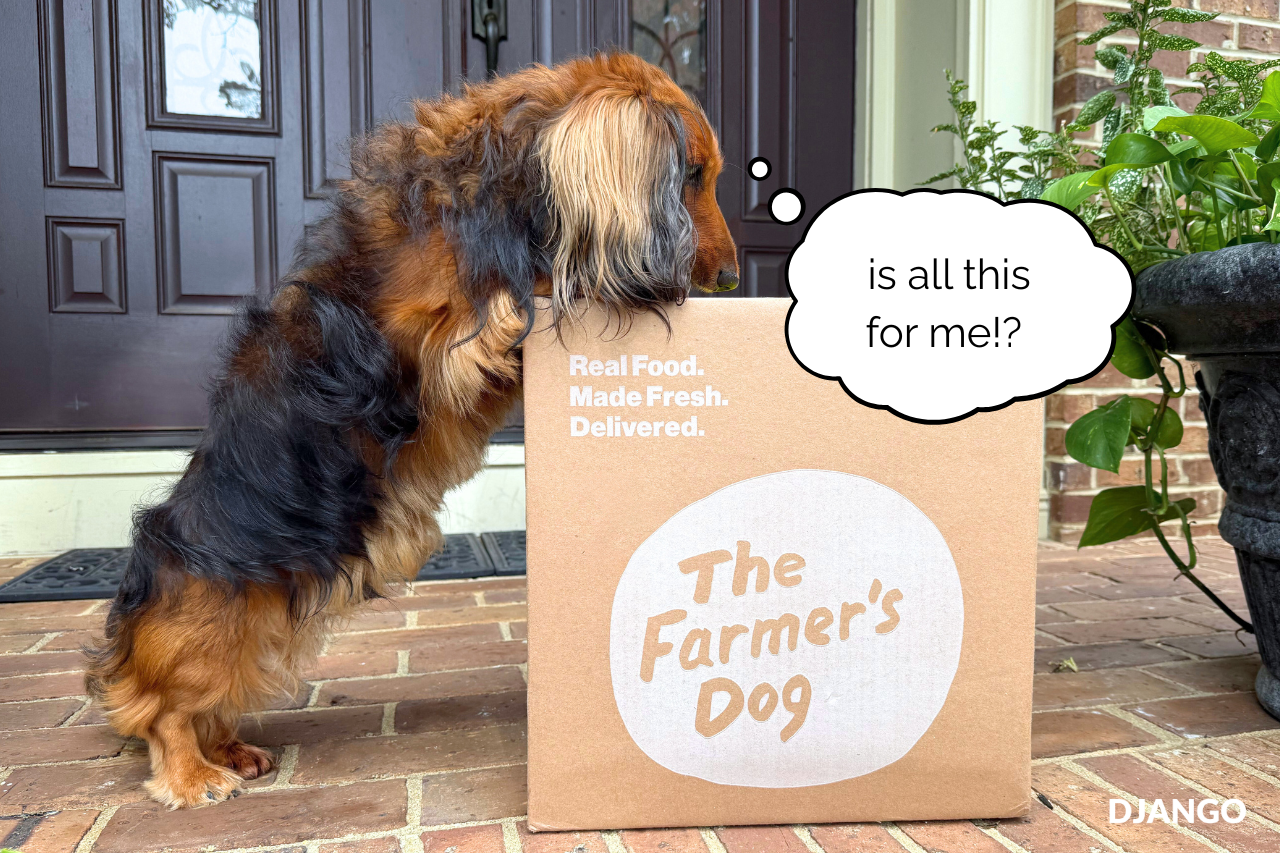 Dachshund inspecting a The Farmer’s Dog delivery box at home