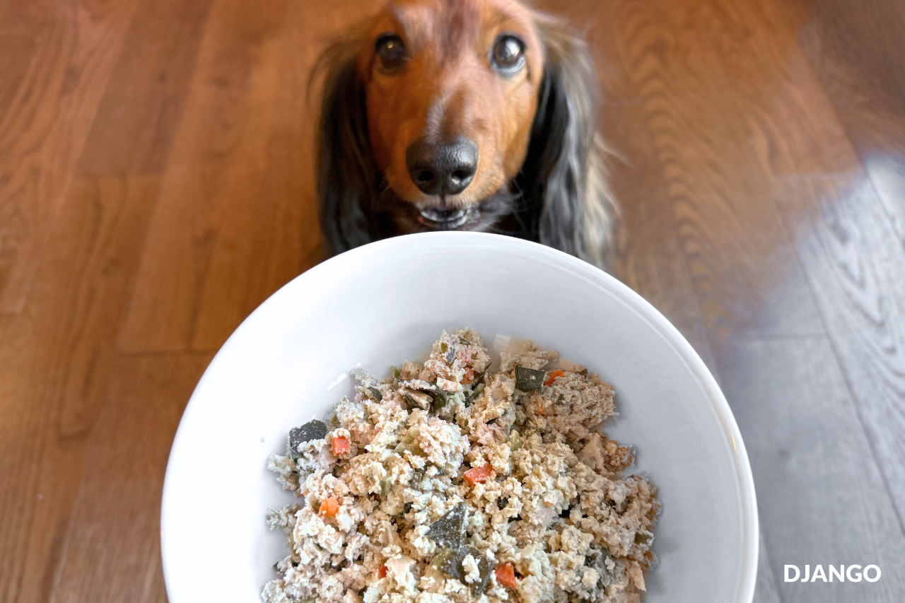 Dachshund dog getting ready to enjoy his Chicken & Grain recipe from The Farmer's Dog