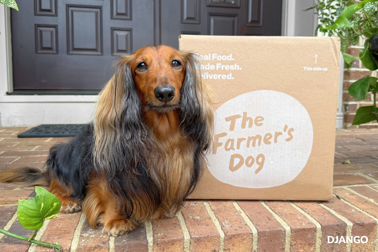 Longhaired dachshund sitting next to a The Farmer’s Dog fresh food delivery box