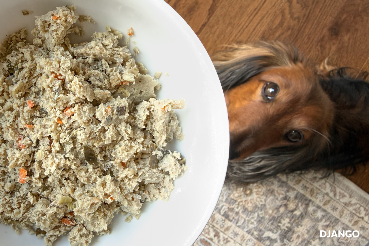 Django the dachshund about to devour his dinner bowl containing The Farmer's Dog Chicken and Grain recipe