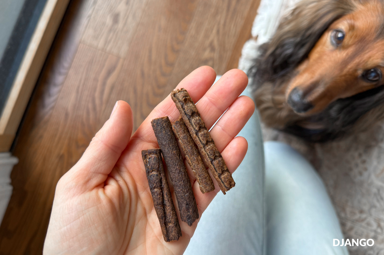 Cute longhaired dachshund about to devour his human-grade dog treats from The Farmer's Dog